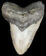 Large, Megalodon Tooth - North Carolina #47863-1